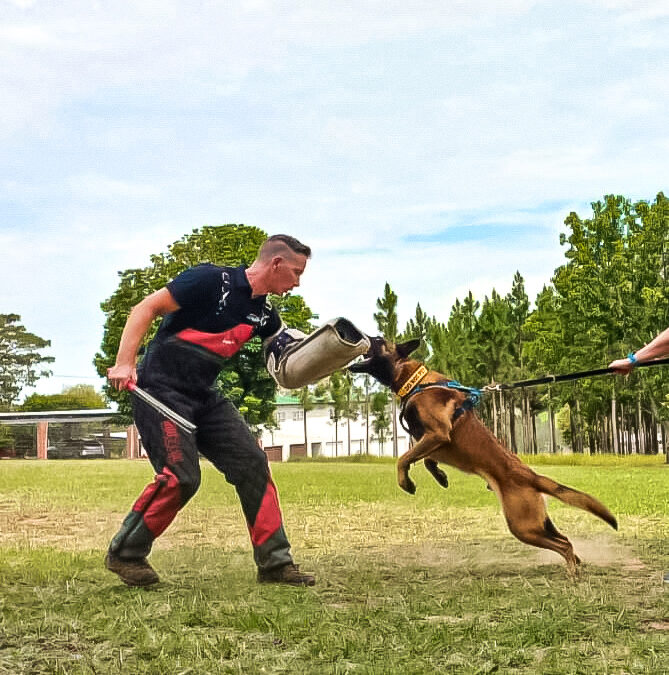 What is IGP/Schutzhund?